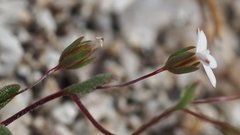 Nemacladus breviflorus