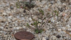 Nemacladus breviflorus