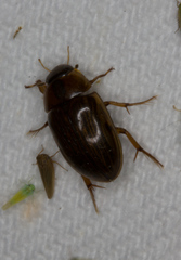 Tropisternus collaris