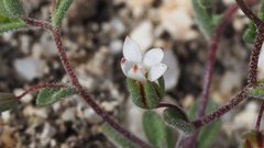 Nemacladus breviflorus