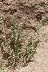 Pseudodictamnus undulatus
