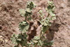 Pseudodictamnus undulatus