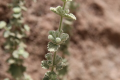 Pseudodictamnus undulatus
