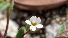 Nemacladus breviflorus