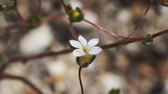 Nemacladus breviflorus