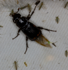 Nicrophorus pustulatus