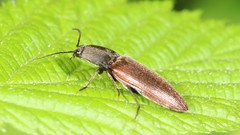 Acteniceromorphus spinosus