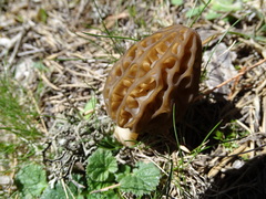 Morchella deliciosa