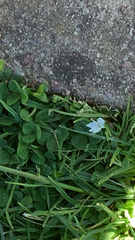Magnoliopsida