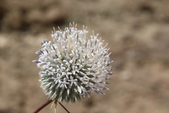 Echinops glaberrimus