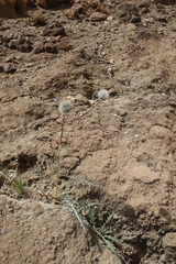 Echinops glaberrimus