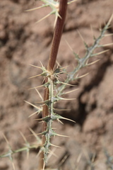 Echinops glaberrimus