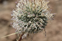 Echinops glaberrimus