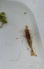 Paratya curvirostris