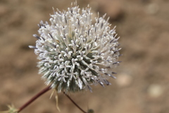 Echinops glaberrimus