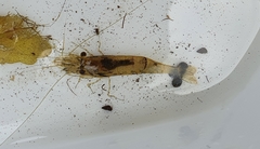 Paratya curvirostris