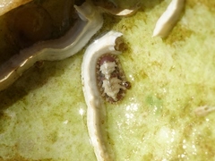 Lepidochitona cinerea