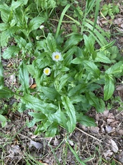 Erigeron philadelphicus