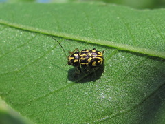 Pachybrachis tessellatus