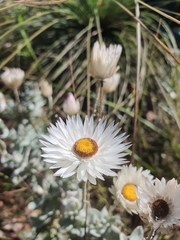 Coronidium newcastlianum