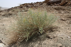 Achillea fragrantissima