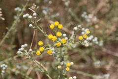 Achillea fragrantissima