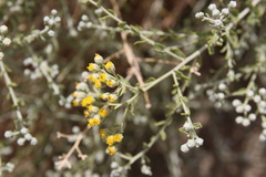 Achillea fragrantissima