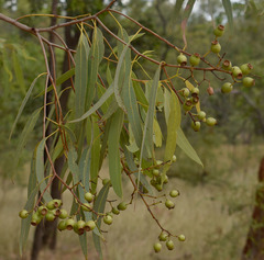 Corymbia erythrophloia