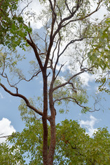 Corymbia erythrophloia