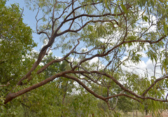 Corymbia erythrophloia