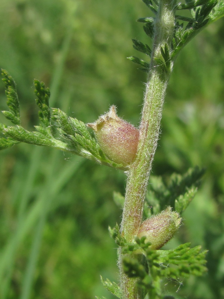 Rhopalomyia millefolii
