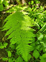 Athyrium filix-femina