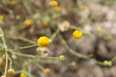 Pulicaria undulata