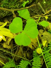 Oxalis acetosella
