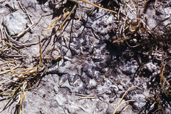 Ariocarpus kotschoubeyanus kotschoubeyanus