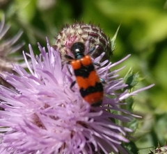 Trichodes apiarius