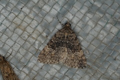 Dichromodes semicanescens