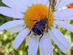 Trichiotinus assimilis