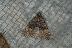 Dichromodes semicanescens