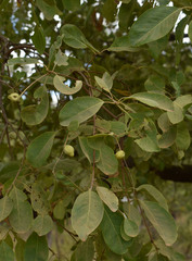 Terminalia aridicola