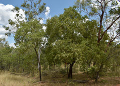 Terminalia aridicola