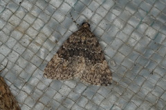 Dichromodes semicanescens