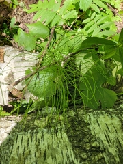 Equisetum pratense