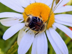 Trichiotinus assimilis