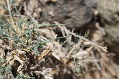 Noaea mucronata