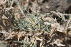 Noaea mucronata