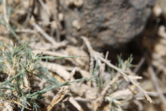 Noaea mucronata