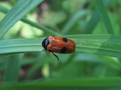 Clytra quadripunctata