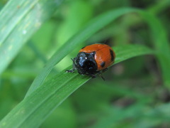 Clytra quadripunctata