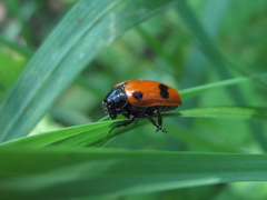 Clytra quadripunctata